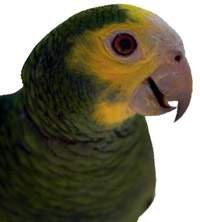 parrot